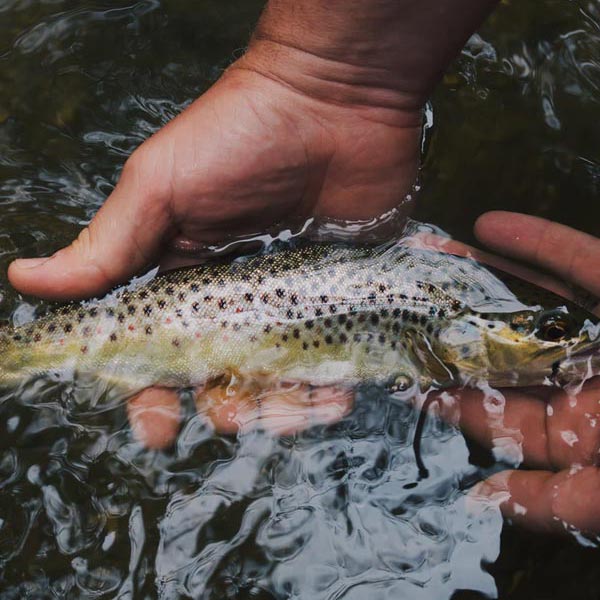 horse-riding-ranch-summer-activities-fly-fishing