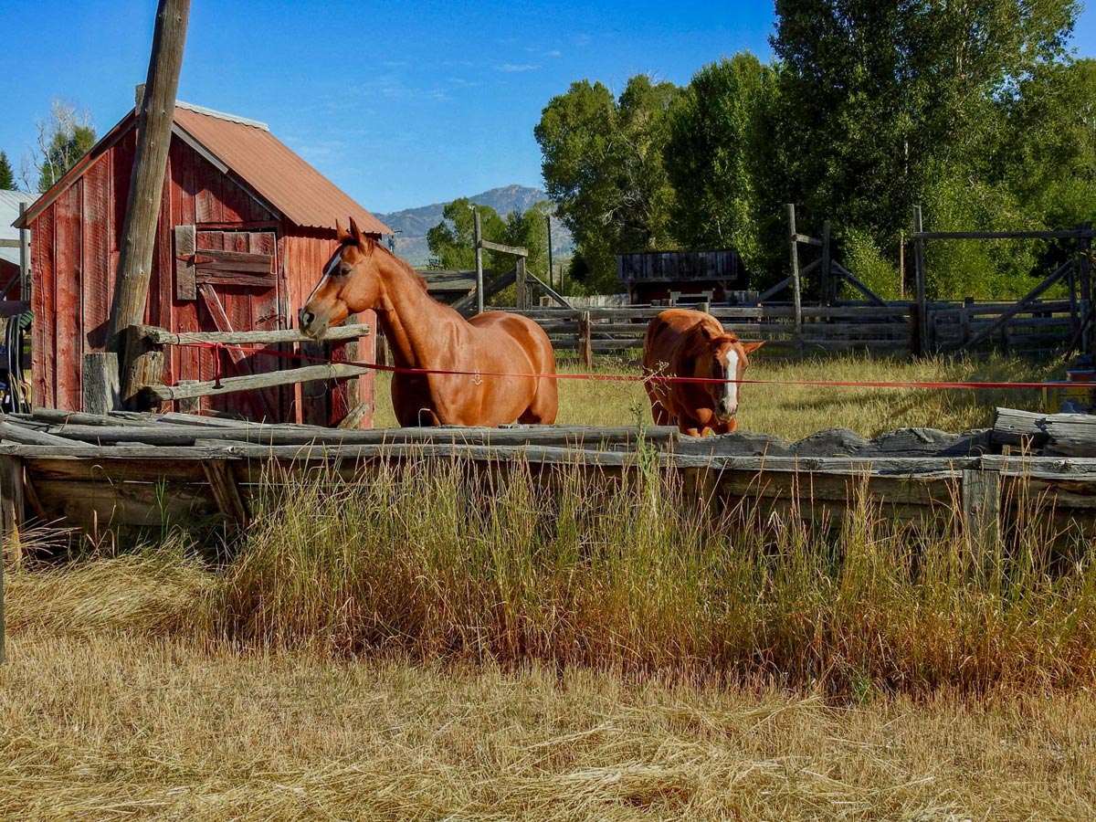Horse in the stable - Group lodging swan valley idaho