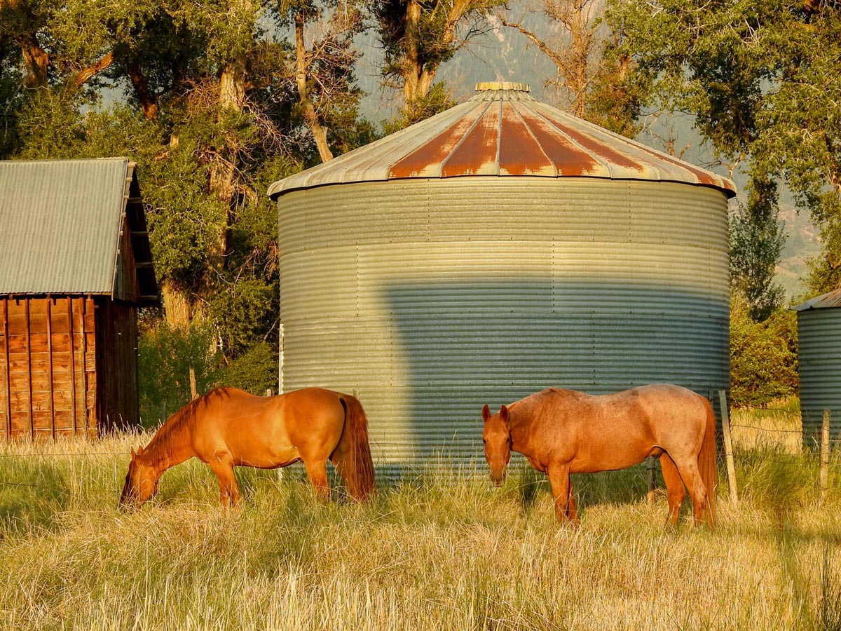 Horse eating grass - Group lodging swan valley idaho