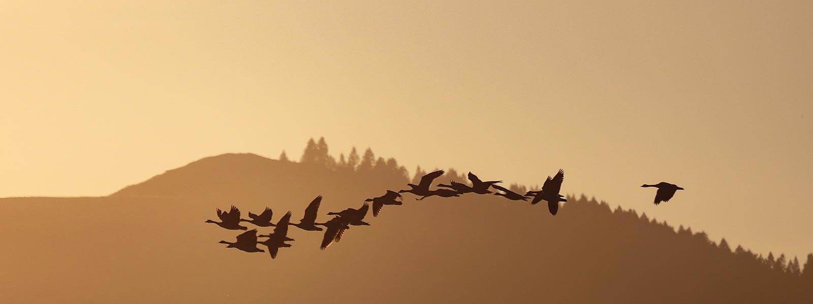 Birds flying over Swan Valley
