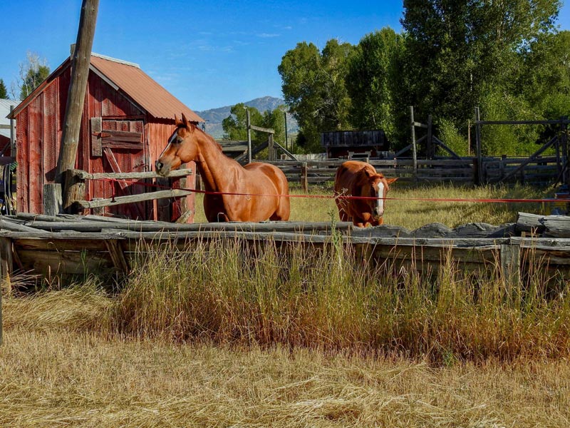 Horse - Swan valley idaho lodging