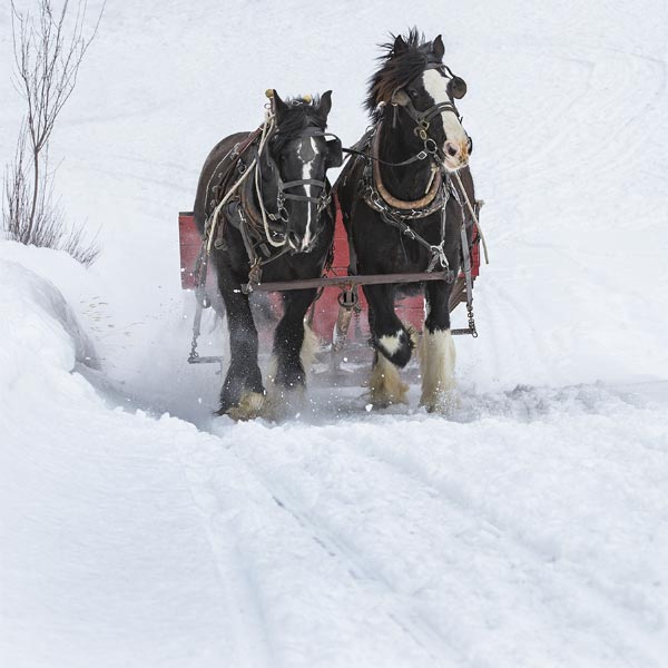 swan-valley-idaho-winter-activities-sleigh-rides Sleigh Rides - Snowmobiling - Swan valley idaho winter activities