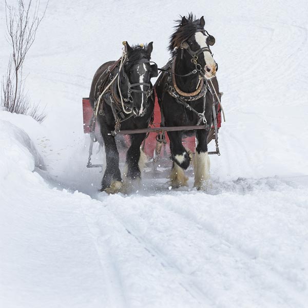 Sleigh Rides - Snowmobiling - Swan valley idaho winter activities