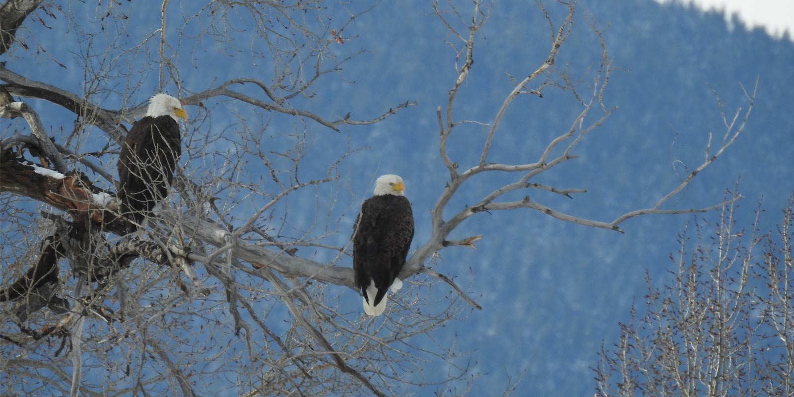 2 Eagles sitting on the tree - swan valley hotels